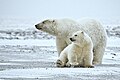 refuge faunique national Arctic