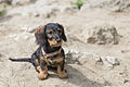 * Nomination Dachshund female. --Medium69 09:21, 27 July 2015 (UTC) * Decline Nice composition but unfortunately only the nose is in focus --Moroder 20:20, 31 July 2015 (UTC)