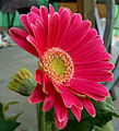 Gerbera x hybrida ?