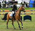 English: Another bay horse that appears to have been blanketed and body-clipped. (note hair color change where neck meets shoulder, approximately where a stable blanket would go) Due to two-toned hair shaft, some blood bays appear buckskin when body-clipped