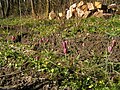 l'orée du bois fleuri de fritillaires