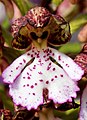 Orchis purpurea Turkey