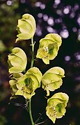 Aconitum coreanum