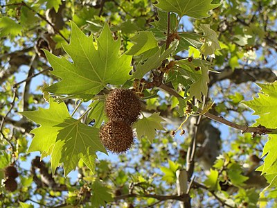 fruits and leaves of a Platanus orientalis