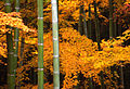 * Nomination Maples and bamboo in autumn by User:Fg2.. * Decline Nice colours, but way too much graininess/noise for my taste. --IbRas 20:55, 23 July 2006 (UTC)