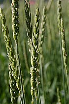 Triticum spelta (Spelt)