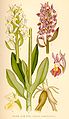 Dactylorhiza sambucina (as syn. Orchis sambucinus) plate 400 in: C.A.M Lindman: Bilder ur Nordens Flora (Orchidaceae) (1917-1927)