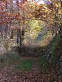 Path in the wood