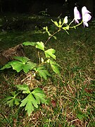 Aconitum grossedentatum