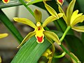 Cymbidium sp.