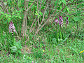 Orchis purpurea Thuringia, Germany