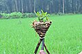 * Nomination: A stick tied with a broomstick, hedge, or a human figure is set up in the field to protect the crops from birds, animals, or the evil eye. This custom is practiced during the Aati month in the Tuluva solar calendar, particularly on the auspicious day of Aati Amavasye.I, the copyright holder of this work, hereby publish it under the following license: --BHARATHESHA ALASANDEMAJALU 17:25, 4 October 2024 (UTC) * * Review needed