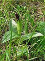 Orchis purpurea