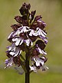 Orchis purpurea France - Riez de Boffles