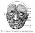 Human facial muscles, Anatomy and Philosophy of Expression (1844)