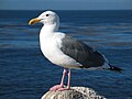 Larus occidentalis (cat.)