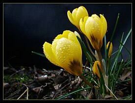 Yellow buds