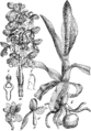 Anacamptis morio Navadna kúkavica (as syn. Orchis morio) plate 454 in: Martin Cilenšek: Naše škodljive rastline (Orchidaceae) Celovec (1892)