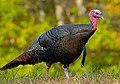 Wild turkey in eastern United States (Meleagris gallopavo)