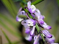 Schoenorchis juncifolia Type species