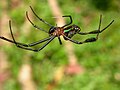 Leucauge tessellata (?) from Wayanad, southern India.Leucauge tessellata (?)