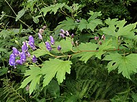 Aconitum gassanense