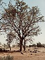 File:African locust bean plant.jpg