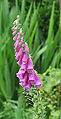 * Nomination Common Foxglove (Digitalis purpurea). -- MJJR 20:16, 9 June 2009 (UTC) * Promotion good QI --George Chernilevsky 20:48, 9 June 2009 (UTC)