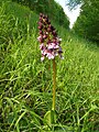 Orchis purpurea Germany - Rheinwald bei Forchheim (Baden)