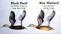 English: Black Duck - Mallard Comparison