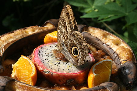 Butterfly and dragon fruit