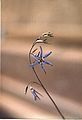 Conanthera bifolia flower scape