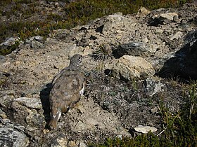 White-tailed Ptarmigan