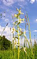 Platanthera bifolia Russia - Moscow region