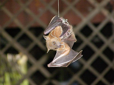 A megabat (megachiroptera) trying to free its left wing that has been entangled in a kite thread.