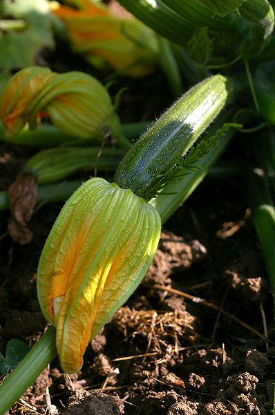 File:Courgette Cucurbita pepo 2.jpg