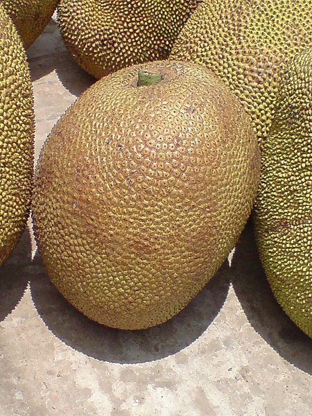 File:Jack Fruit.JPG