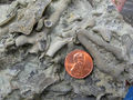 Ordovician bryozoans from Indiana.