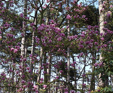 a flowering magnolia in a forest