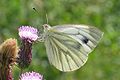 flower head with Pieris napi