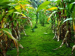 Inside a cornfield