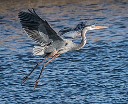 Great blue heron landing in the Bombay Hook National Wildlife Refuge in Delaware