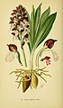 Orchis purpurea Tafel 16 in: Walter Müller: Abbildungen der in Deutschland und den angrenzenden Gebieten vorkommenden Grundformen der Orchideenarten Berlin (1904)