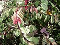 closeup leaves