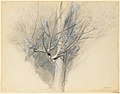 Budding Sycamore, 1875