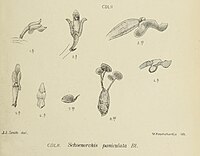 Schoenorchis paniculata