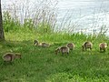 St. Mary's River, Sault Ste. Marie, Ontario