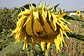 Common Sunflower 03