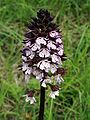 Orchis purpurea Germany - Saarland