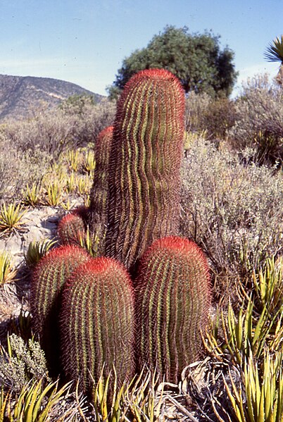 File:Ferocactus pilosus1.jpg